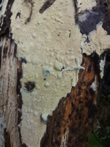 IMG_20260515_083842.jpg
