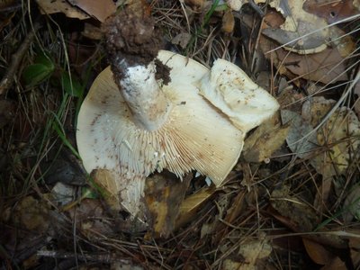 P1250673_Lactarius illyricus.JPG