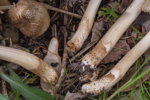 ag_Coprinopsis romagnesiana1.jpg