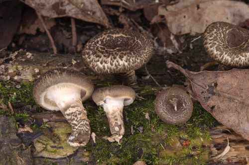 ag_Lentinus tigrinus.jpg