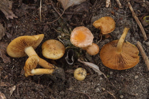 ag_Pholiota conissans.jpg