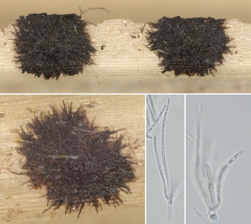 as_Actinothyrium graminis.jpg