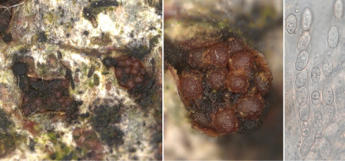 as_Cosmospora stilbosporae.jpg