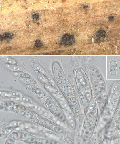 as_Didymella proximella.jpg