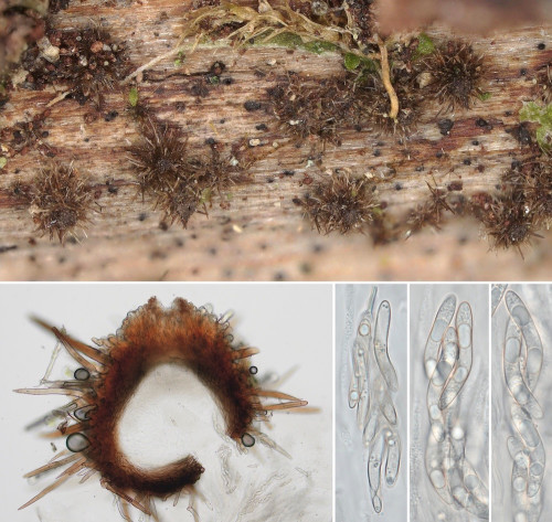 as_Echinosphaeria canescens.jpg