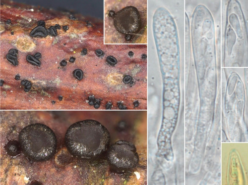 as_Glutinium laevatum.jpg