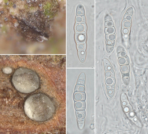 as_Lophiostoma massarioides.jpg