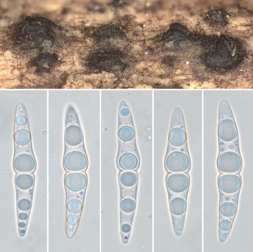 as_Lophiostoma semiliberum.jpg