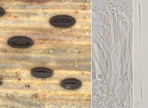 as_Lophodermium arundinaceum.jpg