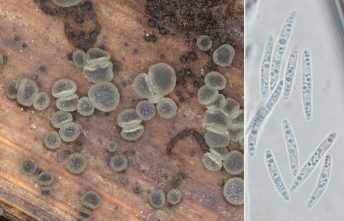 as_Mollisia luctuosa.jpg