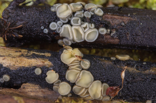 as_Mollisia retinola0.jpg