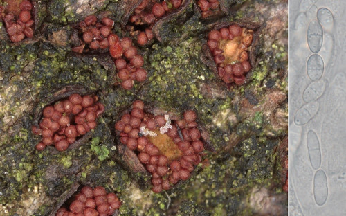 as_Neonectria punicea.jpg