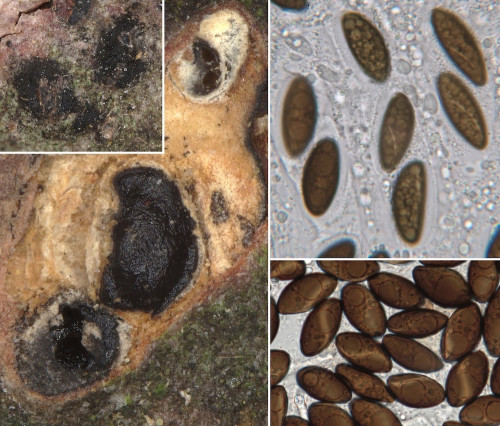 as_Oligostoma insidiosum.jpg