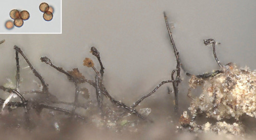 as_Periconia minutissima.jpg