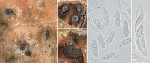 as_Plagiostoma convexum.jpg