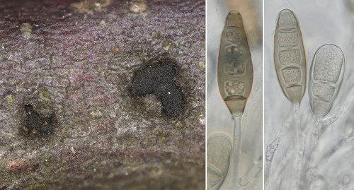 as_Pseudovalsa lanciformis.jpg