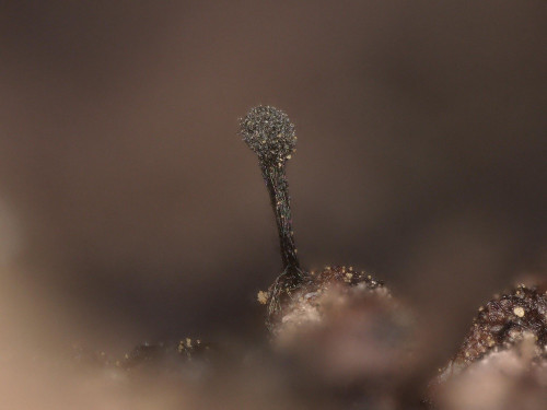 as_Sorocybe resinae.jpg