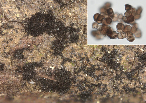 as_Trimmatostroma betulinum.jpg
