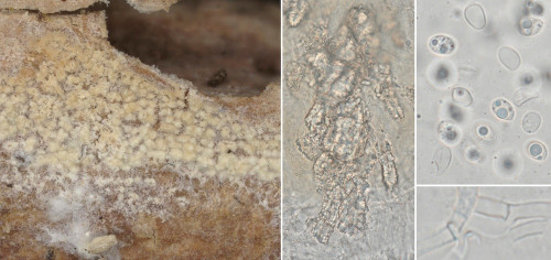 co_Hyphodermella corrugata.jpg