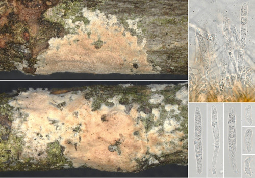 co_Septobasidium carestianum.jpg