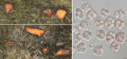 co_Stegonsporiicola aurantiaca.jpg