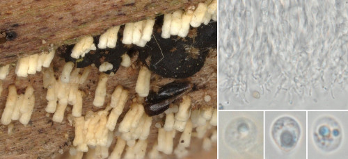 cyp_Henningsomyces candidus.jpg