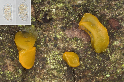 het_Guepiniopsis estonica.jpg