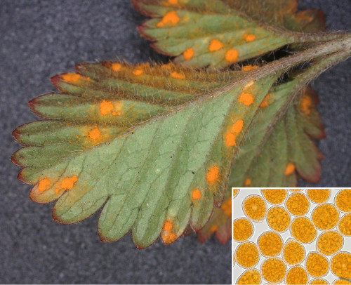 phyt_Phragmidium mexicanum.jpg