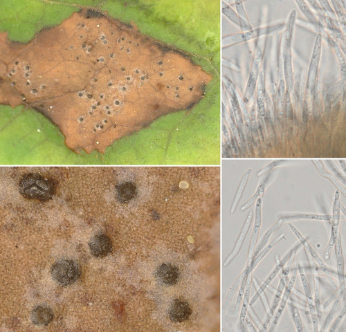 phyt_Septoria hedericola.jpg