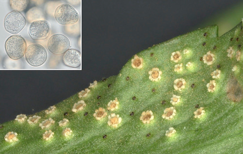 phyt_Tranzschelia pruni-spinosae.jpg