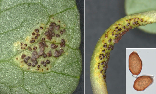 phyt_Uromyces ficariae.jpg