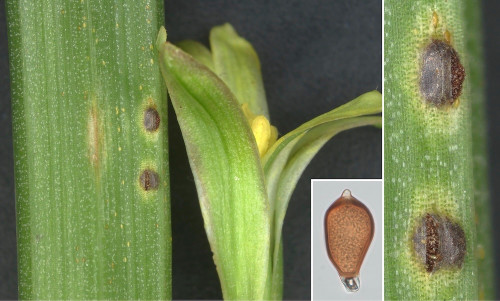 phyt_Uromyces gageae.jpg