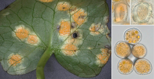 phyt_Uromyces poae.jpg