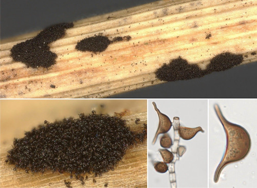 as_Arthrinium cuspidatum.jpg