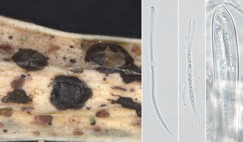 as_Coccomyces leptideus.jpg