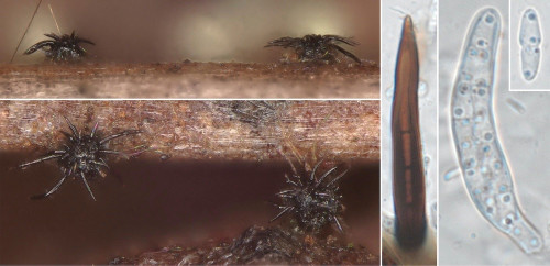 as_Gibbera ramicola.jpg