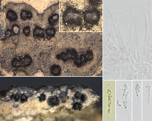 as_Peroneutypa scoparia.jpg