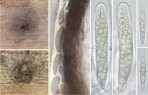 as_Phaeosphaeria nardi.jpg
