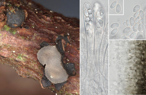 as_Pseudophacidium callunae.jpg