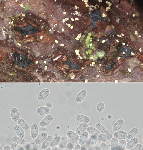 as_Pseudophacidium callunae1.jpg