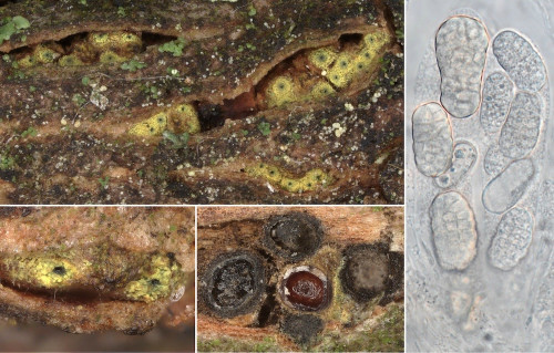 as_Thyronectria rhodochlora.jpg
